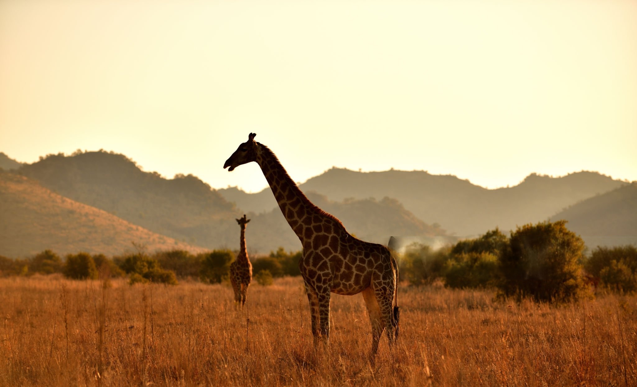 Serviços de aluguer de carros de luxo em Joanesburgo 5 Serviços de aluguer de carros de luxo em Joanesburgo