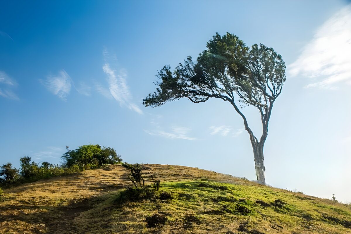Autista privato a Nairobi: Scopra la capitale del Kenya con comodità e stile 5 autista privato a Nairobi