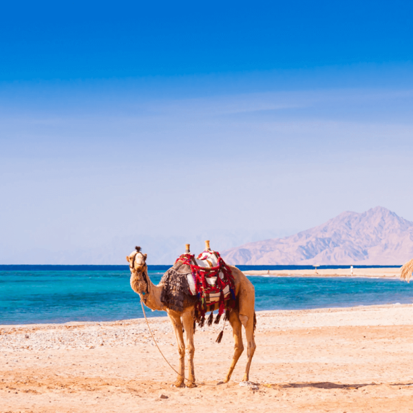 Hurghada chauffeur by the hour